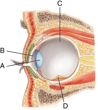 <strong>Where is the retina in the diagram? </strong> A) A B) B C) C D) D