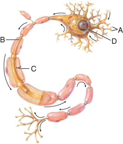 <strong>What is the name of the structure labeled as B? </strong> A) Cell body B) Dendrites C) Axon D) Myelin sheath