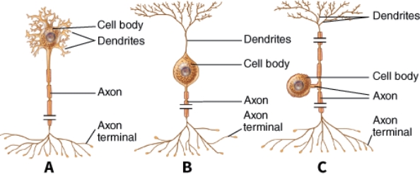 <strong>Which type of neuron sends information away from the central nervous system? </strong> A) A B) B C) C D) All of these choices are correct