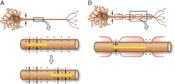 <strong>Which of the following axons conduct impulses more quickly? </strong> A) A B) B C) A and B conduct impulses at the same speed D) Neither A nor B are involved in conducting impulses