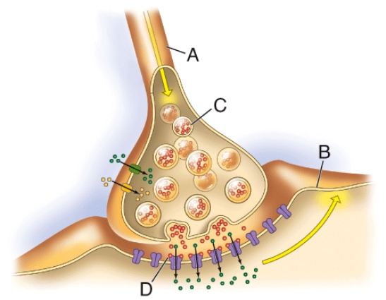 <strong>Which structure contains acetylcholine? </strong> A) A B) B C) C D) D