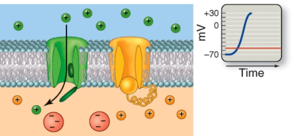 <strong>Which phase of an action potential is depicted here? </strong> A) Resting state B) Depolarization C) Repolarization D) Hyperpolarization