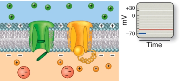 <strong>Which phase of an action potential is depicted here? </strong> A) Resting phase B) Depolarization C) Repolarization D) Hyperpolarization