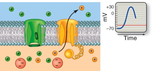 <strong>Which phase of an action potential is depicted here? </strong> A) Resting phase B) Depolarization C) Repolarization D) Hyperpolarization