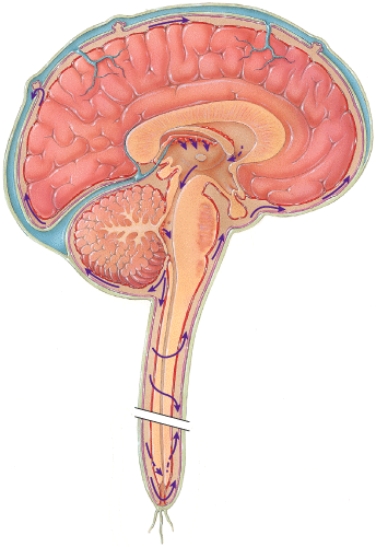 <strong>Which type of protection for the central nervous system is not shown in this diagram? </strong> A) Bones of the axial skeleton B) Meninges C) Dura mater D) Cerebrospinal fluid and its circulation