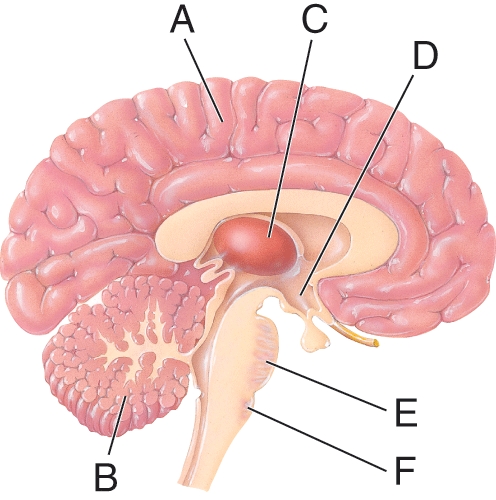 <strong>What is the function of structure as B? </strong> A) Contains vital centers related to respiration B) Conscious thought C) Coordination and learned motor skills D) Regulation of body temperature and heart rate