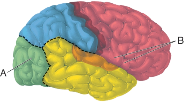 <strong>What is the function of the area of the cerebrum labeled as A? </strong> A) Hearing B) Contemplating the future C) Vision D) Touch
