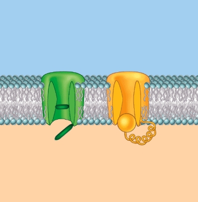 <strong>The channels shown here are: </strong> A) ligand gated B) voltage gated C) mechanically regulated D) temperature regulated