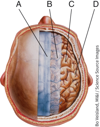 <strong>Identify the structure labeled B. </strong> A) dura mater B) pia mater C) arachnoid mater D) neurons