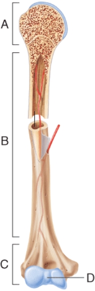 <strong>In the illustration, the diaphysis is indicated by the letter:  </strong> A) A. B) B. C) C. D) D. <div style=padding-top: 35px> 