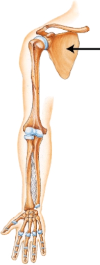 <strong>Which bone is indicated by the arrow?  </strong> A) Clavicle B) Scapula C) Humerus D) Radius <div style=padding-top: 35px> 