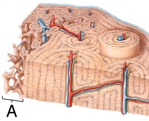 <strong>What kind of bone structure is labeled A?  </strong> A) Spongy B) Compact C) Osteocyte D) Periosteum <div style=padding-top: 35px> 