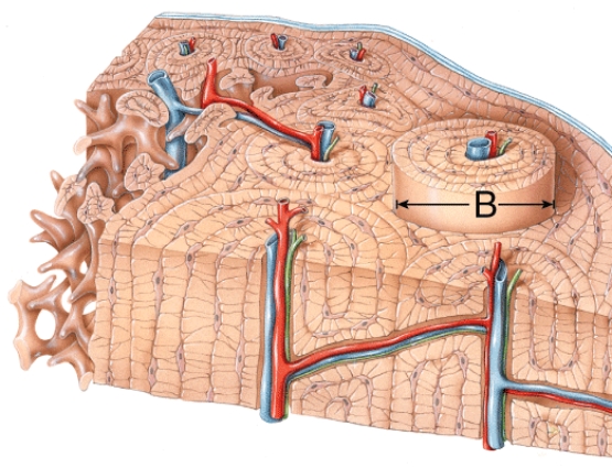 <strong>What is the name of the structure labeled B?  </strong> A) Central canal B) Periosteum C) Osteon D) Compact bone <div style=padding-top: 35px> 