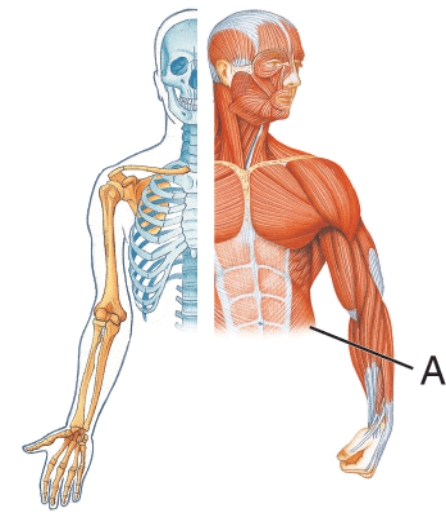 <strong>Identify muscle A.  </strong> A) Latissimus dorsi B) Rectus abdominis C) External oblique D) Linea alba <div style=padding-top: 35px> 