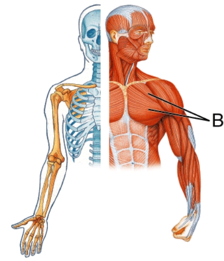 <strong>Identify muscle B.  </strong> A) Pectoralis major B) Latissimus dorsi C) Deltoid D) Trapezius <div style=padding-top: 35px> 