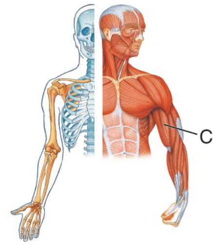 <strong>Identify muscle C.  </strong> A) Brachialis B) Biceps brachii C) Brachioradialis D) Triceps brachii <div style=padding-top: 35px> 