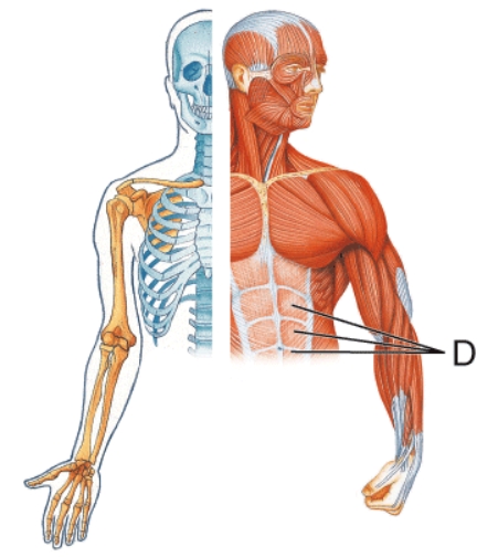 <strong>Identify muscle D.  </strong> A) External oblique B) Internal oblique C) Linea alba D) Rectus abdominis <div style=padding-top: 35px> 