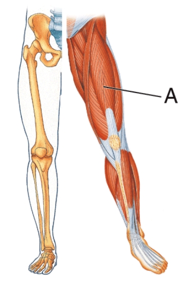 <strong>Identify muscle A.  </strong> A) Rectus femoris B) Semimembranosus C) Gracilis D) Sartorius <div style=padding-top: 35px> 