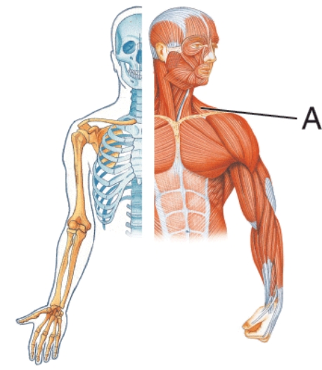 <strong>Identify muscle A.  </strong> A) Deltoid B) Trapezius C) Scalenes D) Teres major <div style=padding-top: 35px> 