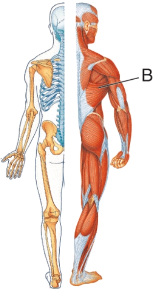 <strong>Identify muscle B.  </strong> A) Deltoid B) Trapezius C) Latissimus dorsi D) Sternocleidomastoid <div style=padding-top: 35px> 