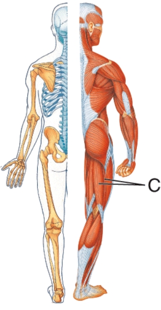 <strong>Identify muscle C.  </strong> A) Gastronemius B) Biceps femoris C) Pectineus D) Gluteus medius <div style=padding-top: 35px> 