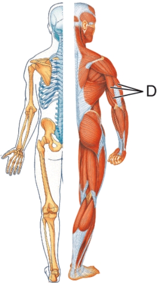 <strong>Identify muscle D.  </strong> A) Deltoid B) Anconeus C) Triceps brachii D) Biceps brachii <div style=padding-top: 35px> 