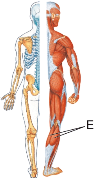 <strong>Identify muscle E.  </strong> A) Soleus B) Tibialis anterior C) Gastrocnemius D) Triceps brachii <div style=padding-top: 35px> 