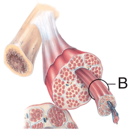 <strong>Which structure is labeled B?  </strong> A) Fascicle B) Muscle fiber C) Myofilament D) Myofibril <div style=padding-top: 35px> 