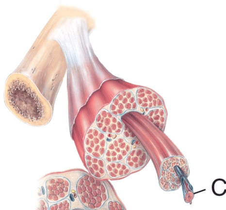 <strong>What is the name of the structure labeled C?  </strong> A) Endomysium B) Myofibril C) Muscle fiber D) Myofilament <div style=padding-top: 35px> 