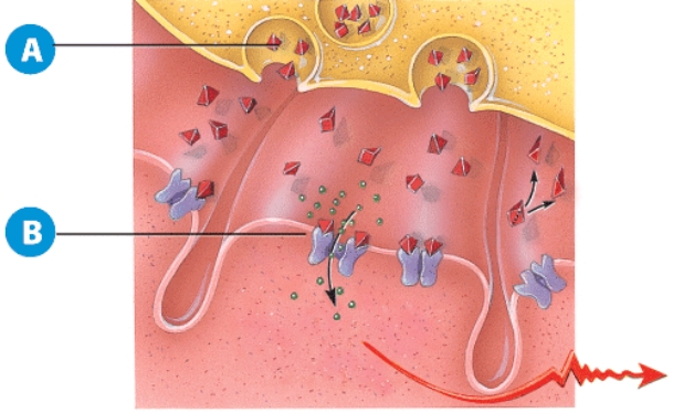 <strong>Regarding label A, why is this vesicle fusing with the cell's membrane?  </strong> A) This is an example of endocytosis. B) This is a lysosome releasing digestive enzymes. C) An impulse has arrived at the neuromuscular junction. D) The muscle has already finished contraction. <div style=padding-top: 35px> 