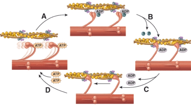 <strong>What is happening during the process labeled A?  </strong> A) Myosin links to actin B) Fresh ATP causes release of myosin C) Power stroke D) Calcium has caused the binding site on actin to be revealed <div style=padding-top: 35px> 