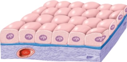<strong>What would this type of epithelium be called? </strong> A) Simple cuboidal B) Simple columnar C) Simple squamous D) Stratified squamous