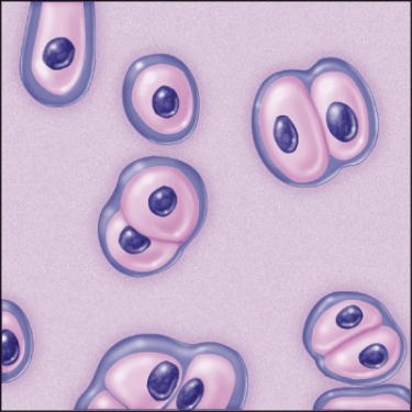 <strong>What type of connective tissue is this? </strong> A) Elastic cartilage B) Areolar connective tissue C) Hyaline cartilage D) Adipose tissue