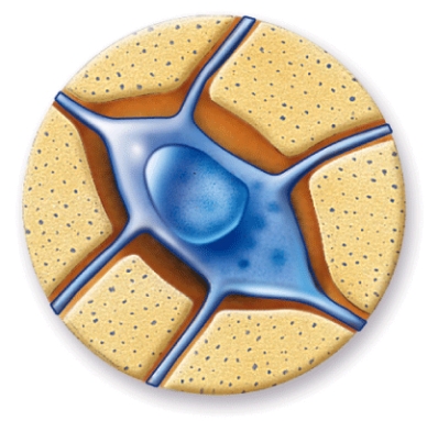 <strong>What is the name of the tissue where you would find this? </strong> A) Bone B) Hyaline cartilage C) Skeletal muscle D) Nervous