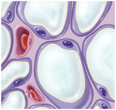 <strong>What is the name of this connective tissue? </strong> A) Adipose tissue B) Bone tissue C) Dense regular connective tissue D) Smooth muscle