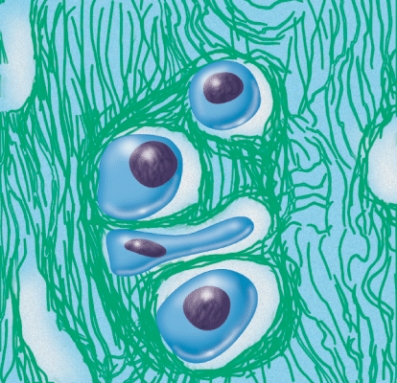 <strong>Where would you expect to find this tissue in the human body? </strong> A) In the blood B) Under the skin C) In between vertebrae D) Attached to bone