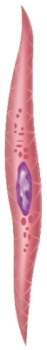 <strong>Where would you find this type of muscle fiber? </strong> A) Attached to bone B) In the digestive tract C) As part of the biceps brachii muscle D) In the heart