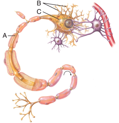 <strong>What does part A of the neuron do? </strong> A) Transmits impulses B) Contains the nucleus and other organelles C) Receives impulses D) Supports the neuron
