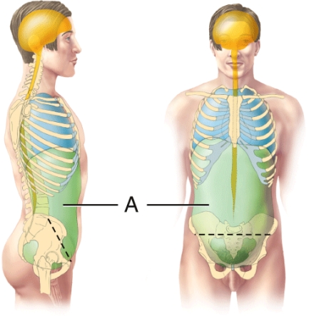 The cavity indicated by the letter A in the diagram is the thoracic cavity.