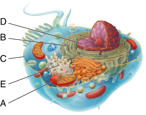 <strong>In the diagram of the cell shown here, what is the function of the structure labeled B? </strong> A) digestion B) support C) DNA isolation D) protein production