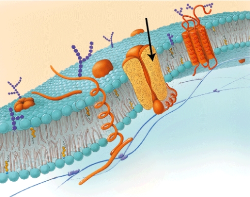 <strong>What is the function of the part of the cell membrane that the arrow is pointing to below? </strong> A) It improves the fluidity of the membrane. B) It provides a passage for the transport of ions. C) It defines the cell as belonging to the body. D) It creates a hydrophobic barrier to aqueous solutes.
