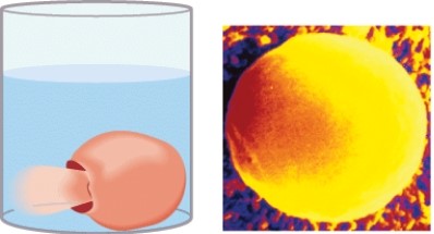 <strong>This figure demonstrates the result of placing a cell in a (an) ____________ solution. </strong> A) hypotonic B) hypertonic C) isotonic D) hyperosmotic