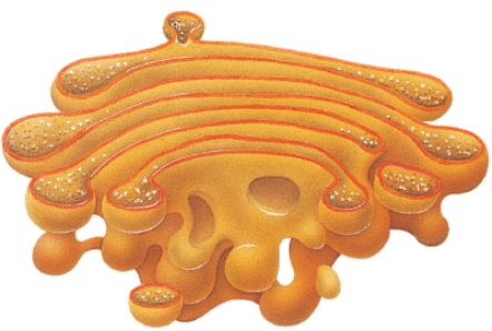 <strong>Name the structure in this illustration. </strong> A) flagella B) golgi C) centrioles D) lysosome