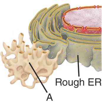 <strong>The obvious structural difference between the two structures shown below is: </strong> A) the lack of ribosomes on A. B) the lack of ribosomes on B. C) the lack of lipids on A. D) the lack of lipids on B.