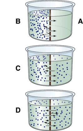 <strong>Net diffusion has stopped in which image? </strong> A) A B) B C) C D) D