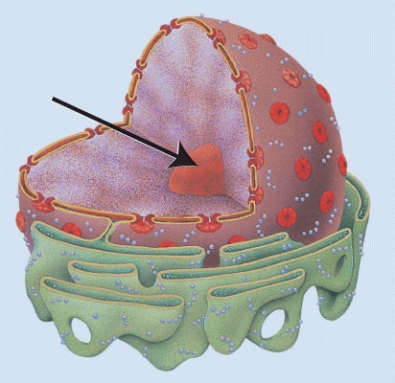 <strong>What does the structure indicated by the arrow represent? </strong> A) Nuclear envelope B) Nuclear pore C) Chromatin D) Nucleolus