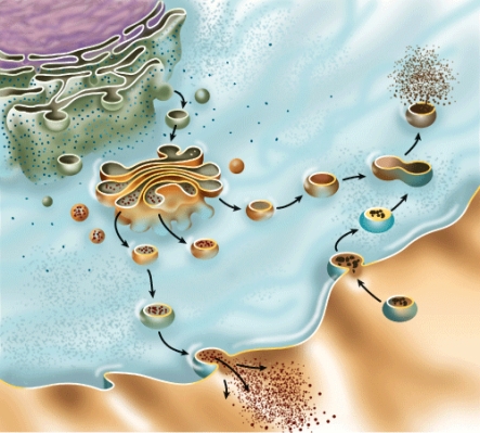 <strong>What is the name of the process shown in this figure? </strong> A) Active transport B) Facilitated diffusion C) Osmosis D) Diffusion