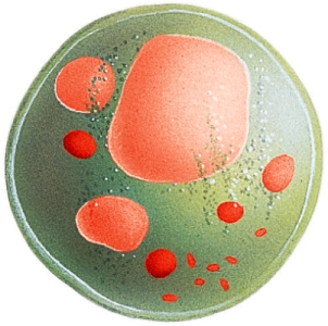 <strong>The organelle shown below often functions in what process? </strong> A) Protein production B) Digestion C) Support D) Lipid synthesis