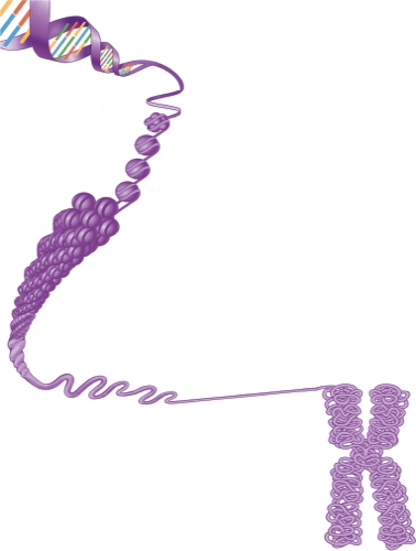 <strong>The structure below can be found in which organelle? </strong> A) Nucleus B) Golgi complex C) Smooth endoplasmic reticulum D) Centrioles