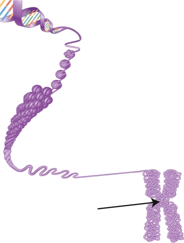 <strong>The arrow is pointing to the region where the two chromosome arms are held together. This is referred to as the ______. </strong> A) spindle apparatus. B) cleavage furrow. C) chromatin. D) centromere.